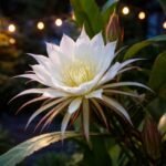 queen of the night flower