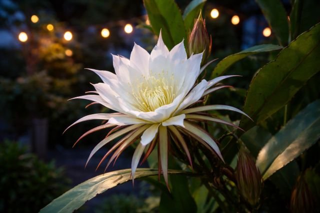 queen of the night flower